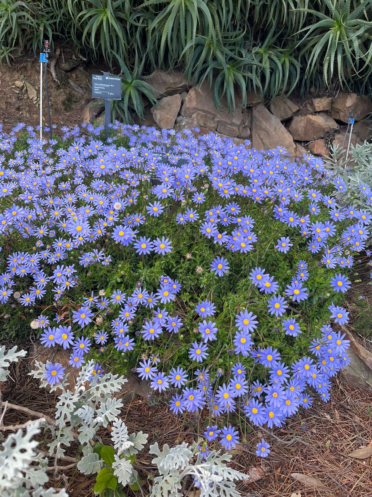 Visita als Jardins de Cap Roig