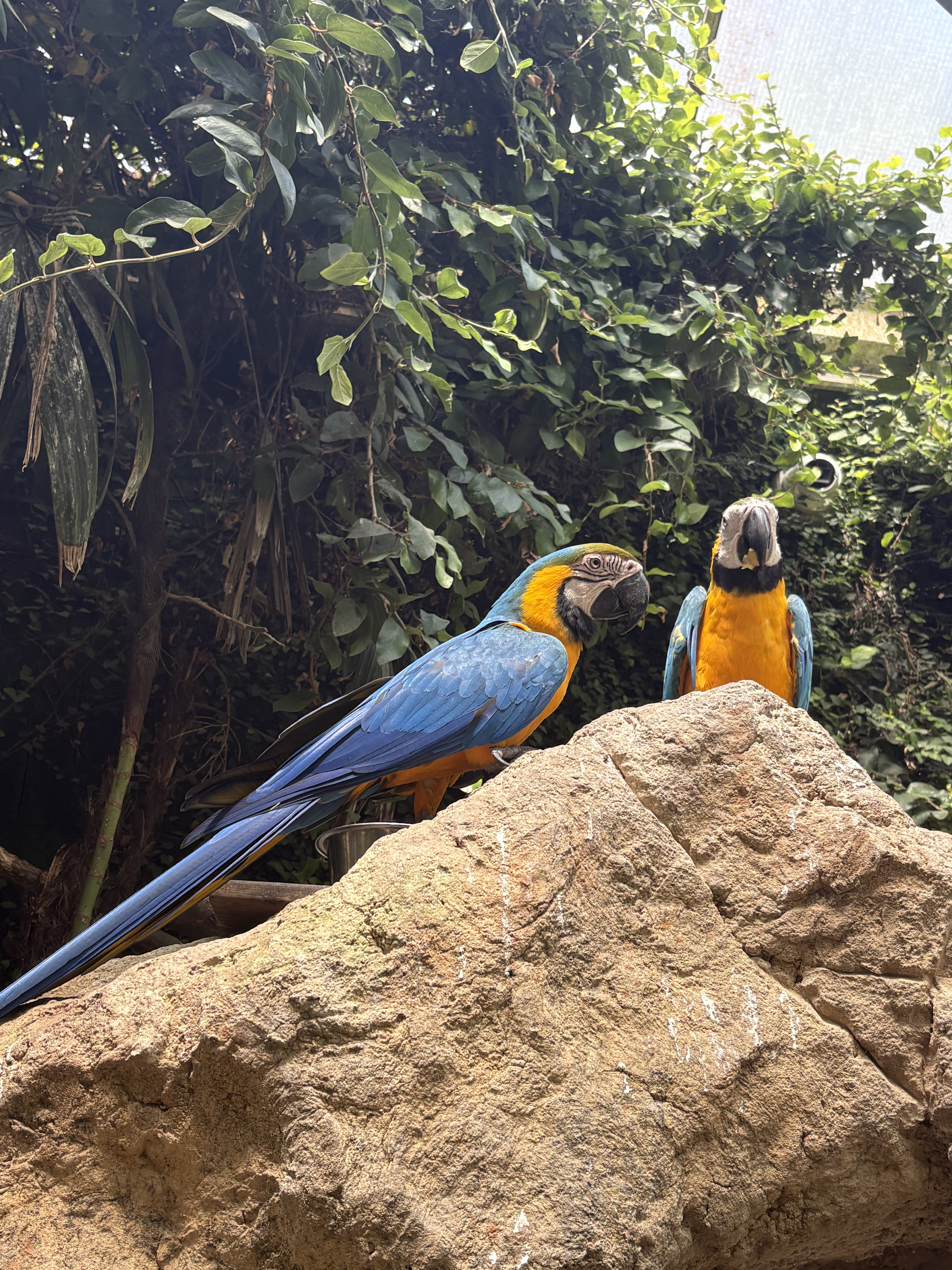 Butterfly Park