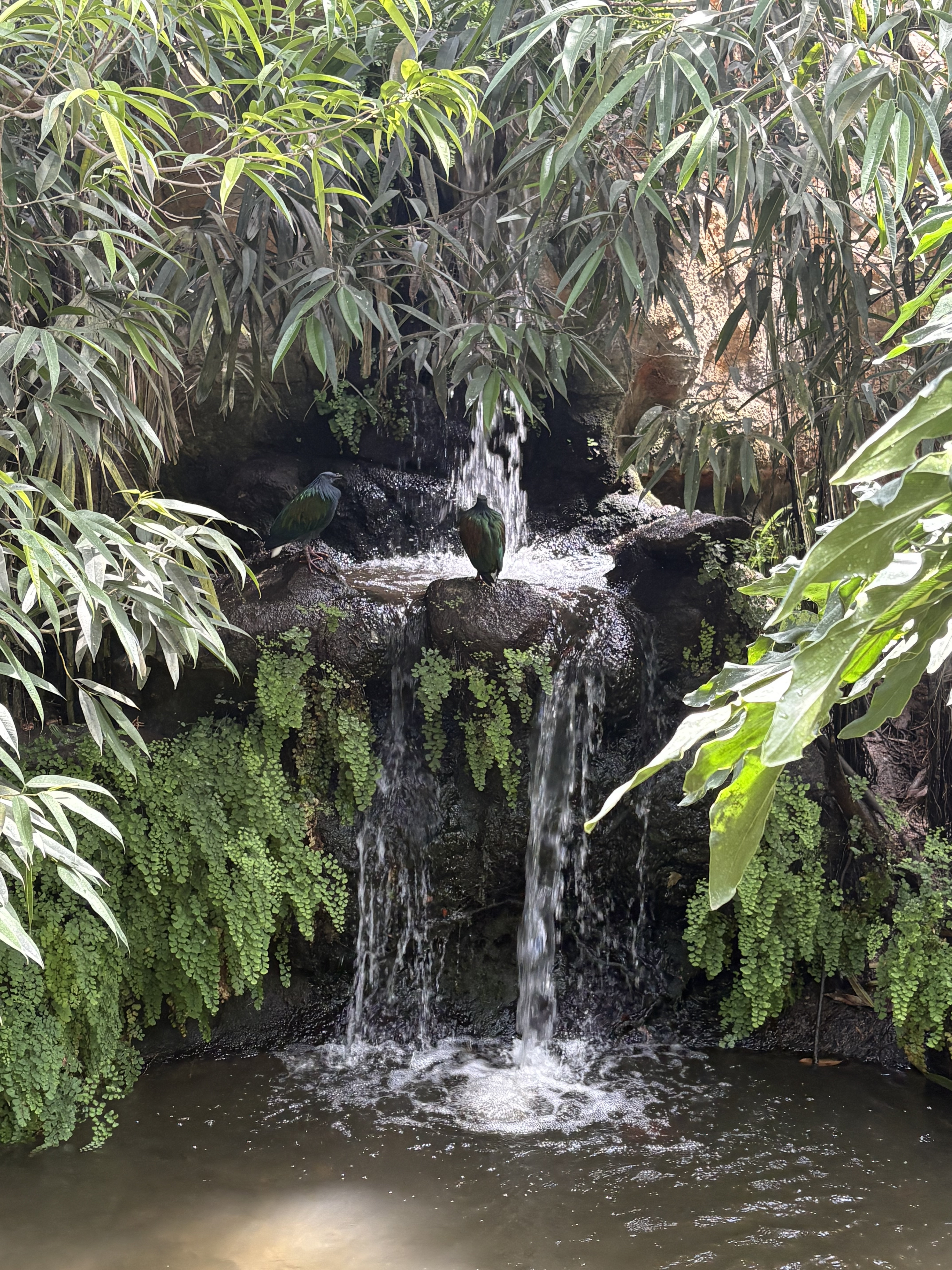Butterfly Park