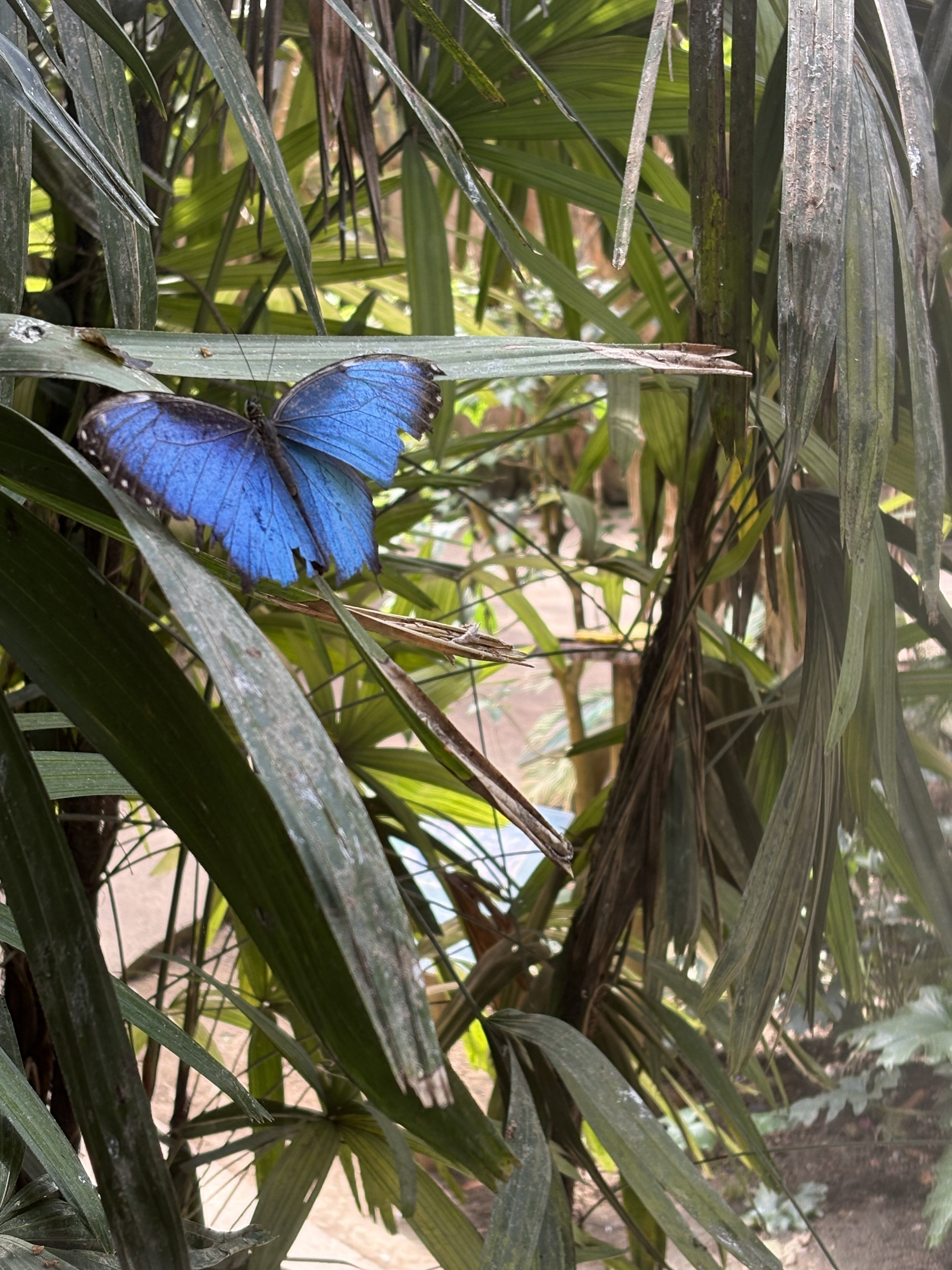 Butterfly Park