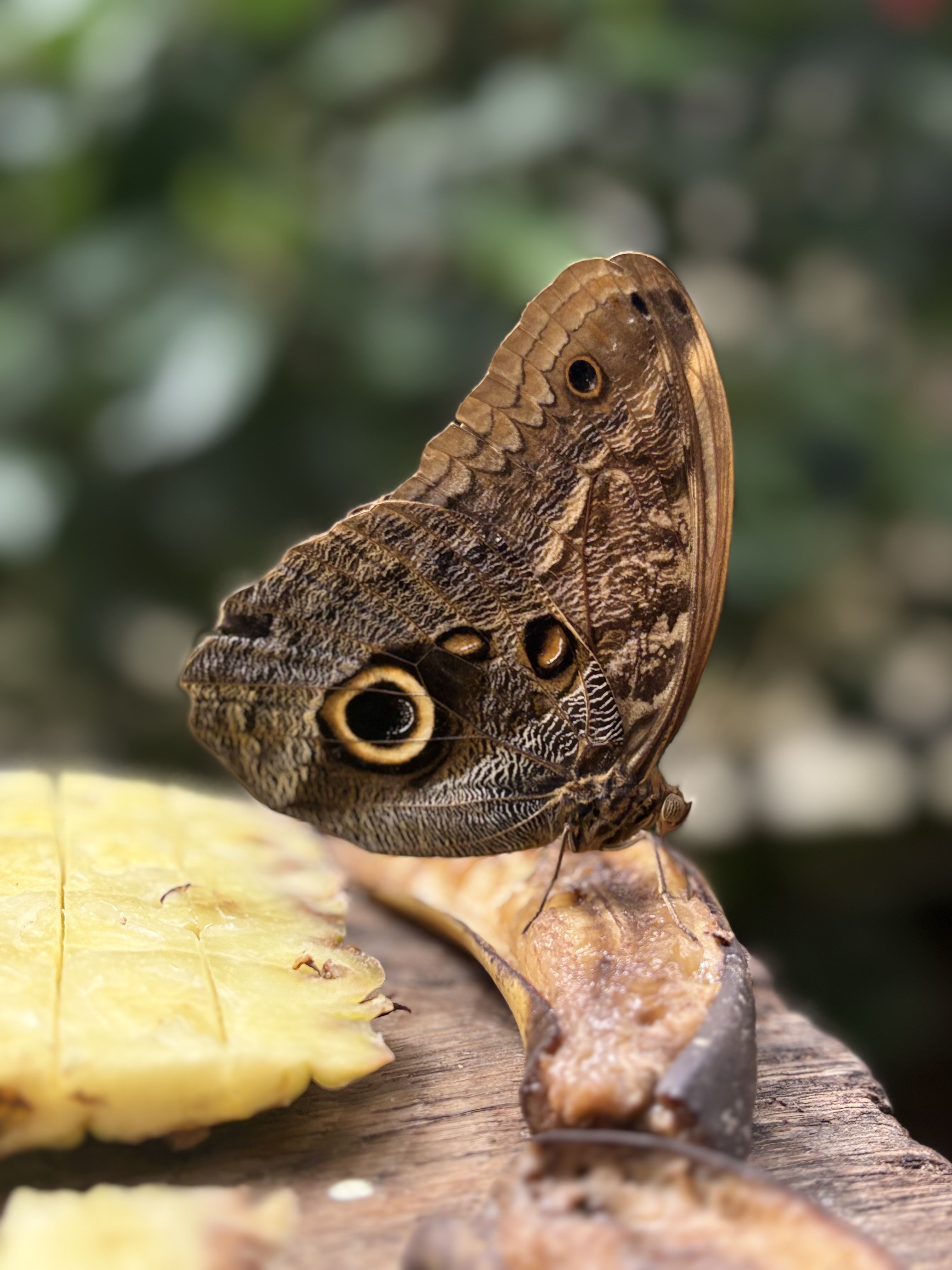 Butterfly Park Butterfly Park