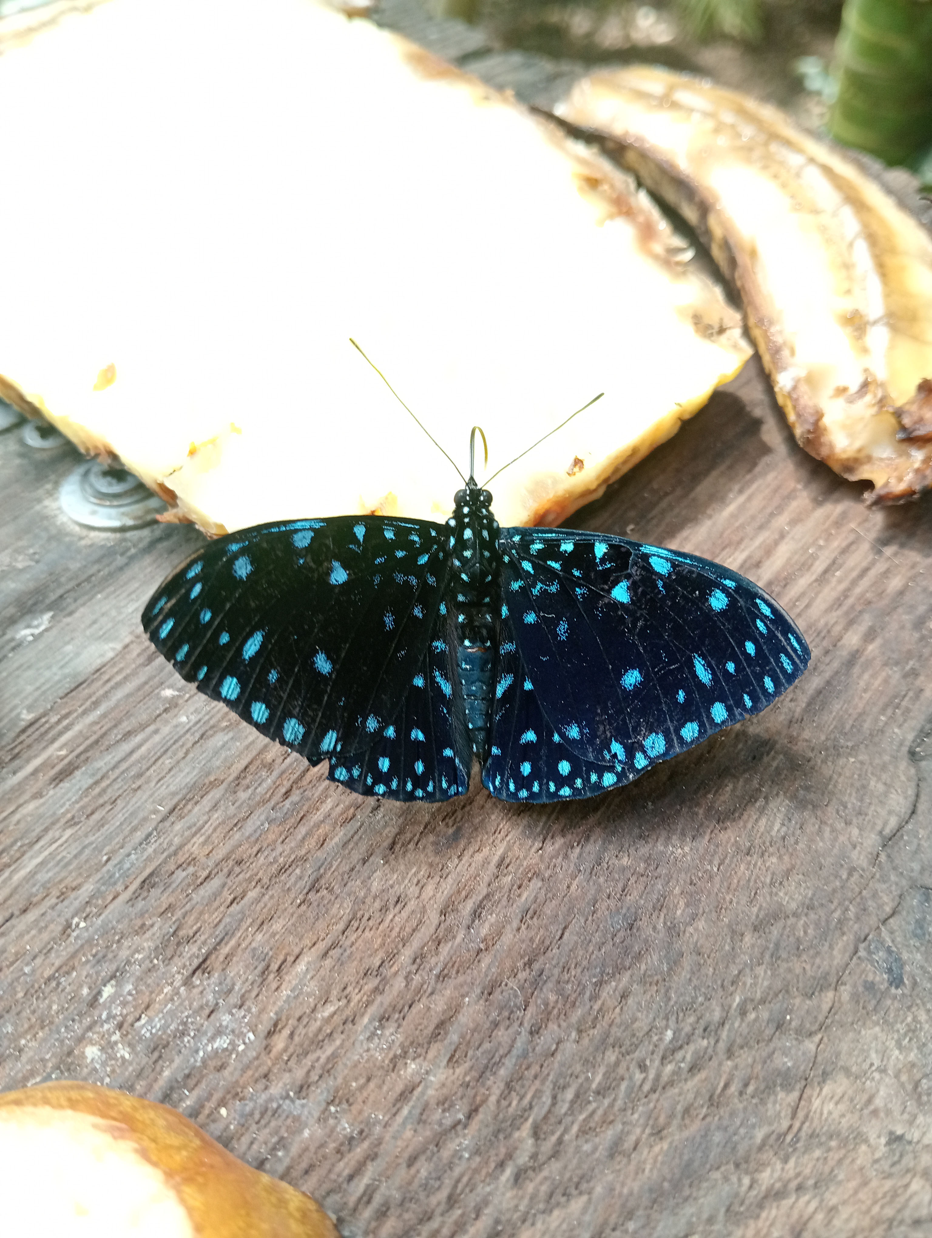 Butterfly Park