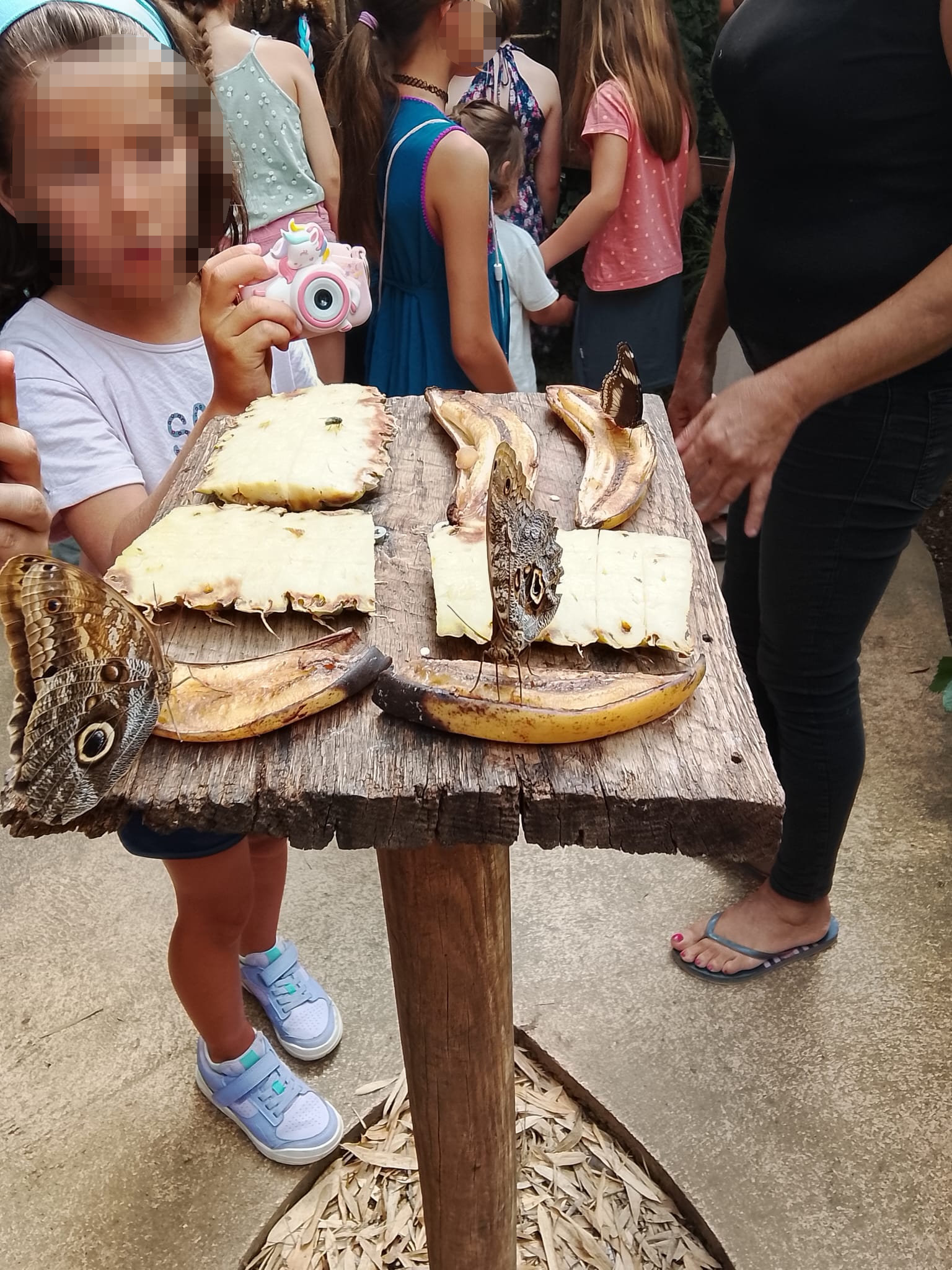 Butterfly Park